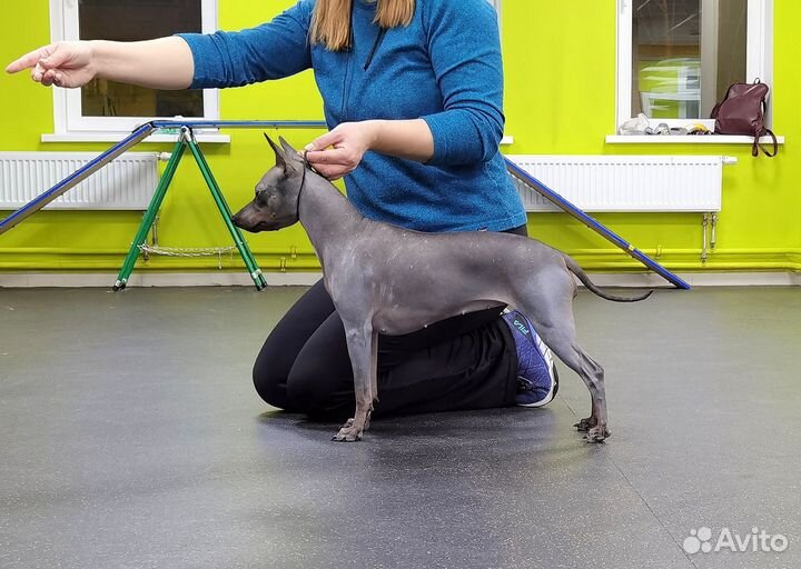 Хендлер / Подготовка собак / Выставки собак