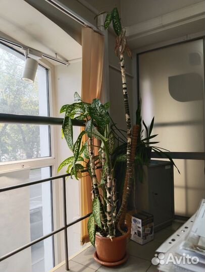 Диффенбахия