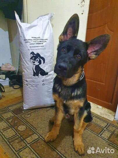 Сухой корм для собак гипоаллергенный супер-премиум