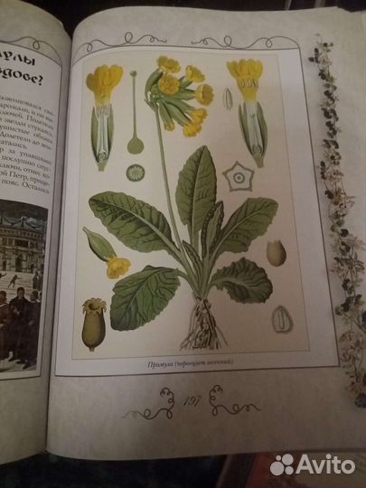 Книга Царство флоры в легендах