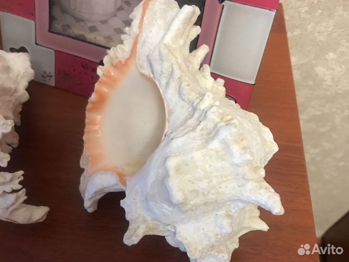 Ракушка морская большая набор ракушек