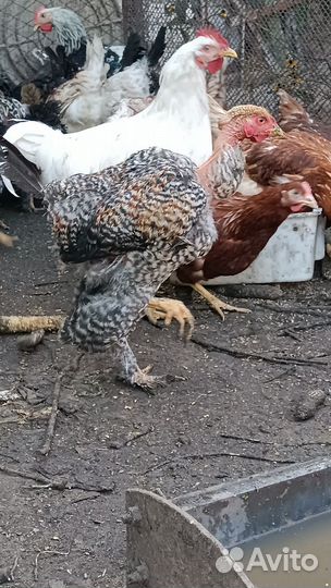 Петушки 5 месяцев