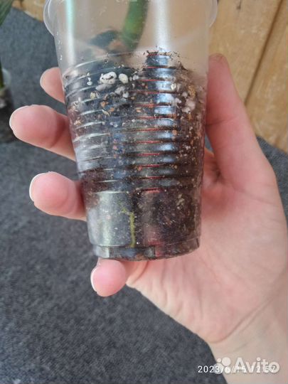 Аглаонема страйпс