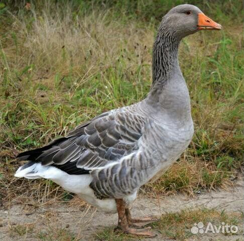 Крупные серые гуси
