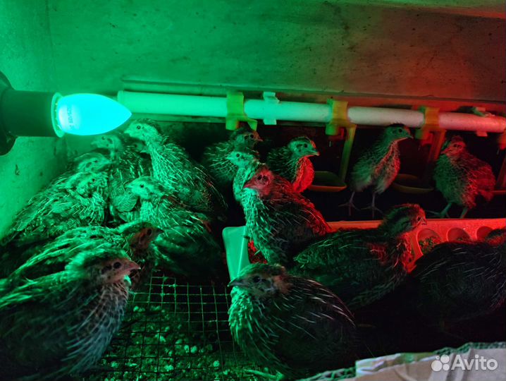 Перепел фараон утяжелённый