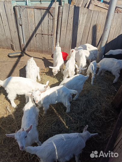 Гусята и Козлики