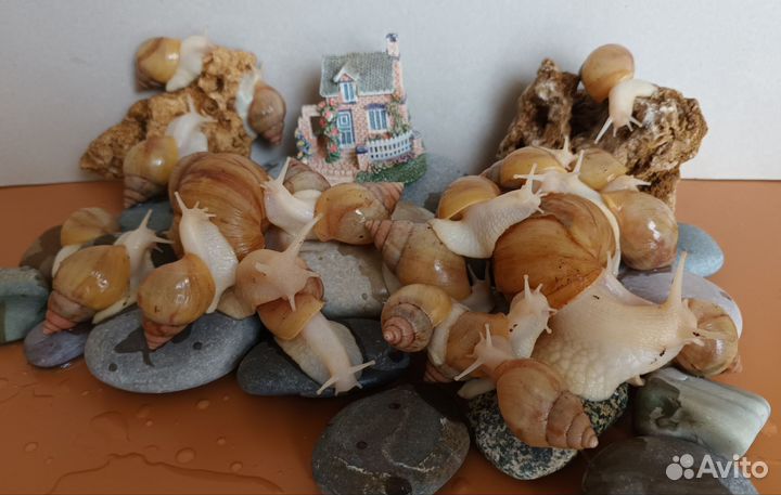 Улитки ахатины