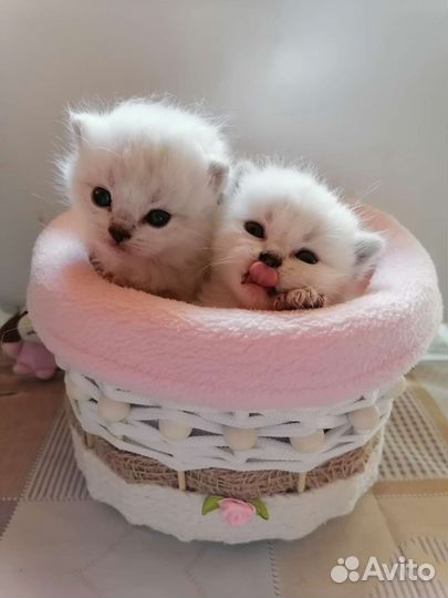 Шотландские котята с родословной