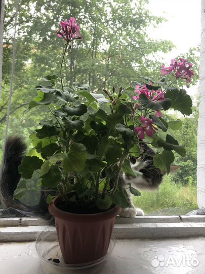 Пеларгония герань сортовая