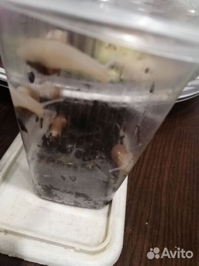 Улитки Ахатина