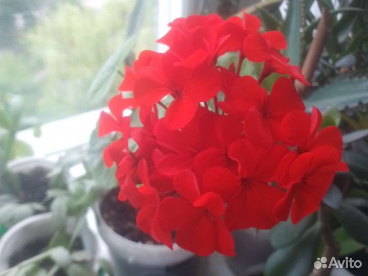 Герань и др комнатные цветы