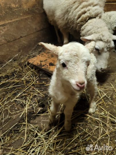 Овцы бараны ягнята