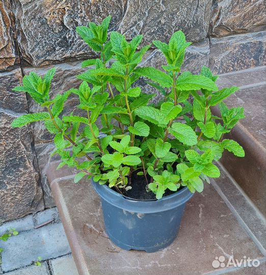 Мята садовая