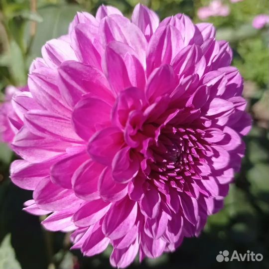 Георгины клубни