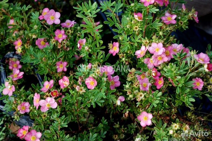 Лапчатка кустарниковая Princess Blick