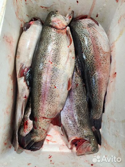 Форель морская с доставкой опт и икрой