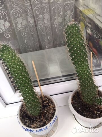 Отдам в дар два кактуса