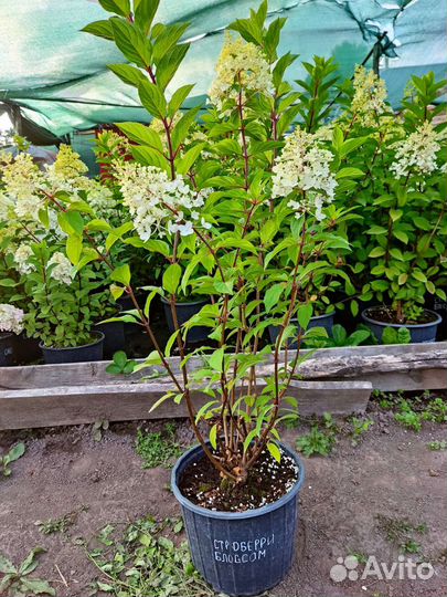 Гортензия Стробери Блоссом