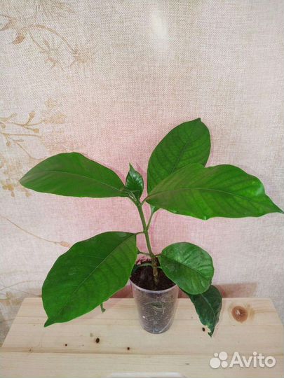 Таренна, Табернемонтана, паветта