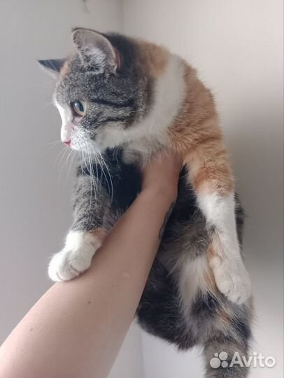 Кошка