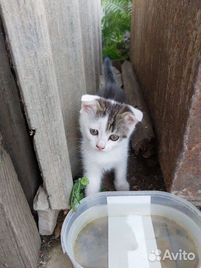 Кошечка в добрые руки