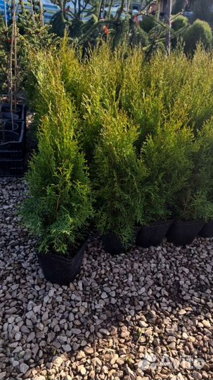 Туя смарагд 0,8-2,4 м