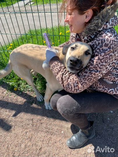 Молодой песик Дар