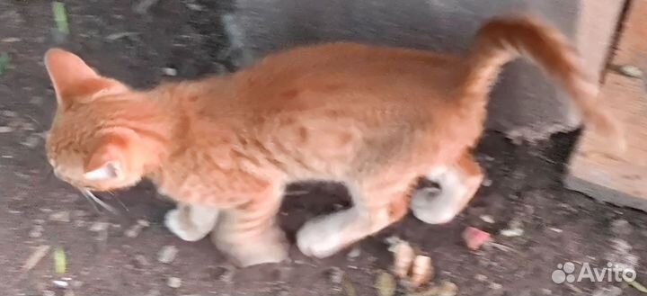 Отдам милых ласковых ручных очаровательных котят