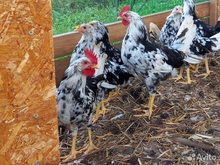 Легорн долматинец чистокровные петушки