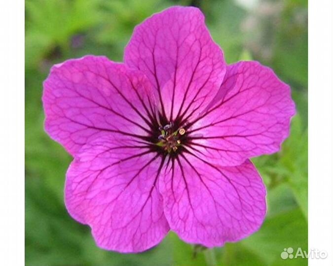 Герань Red Admiral