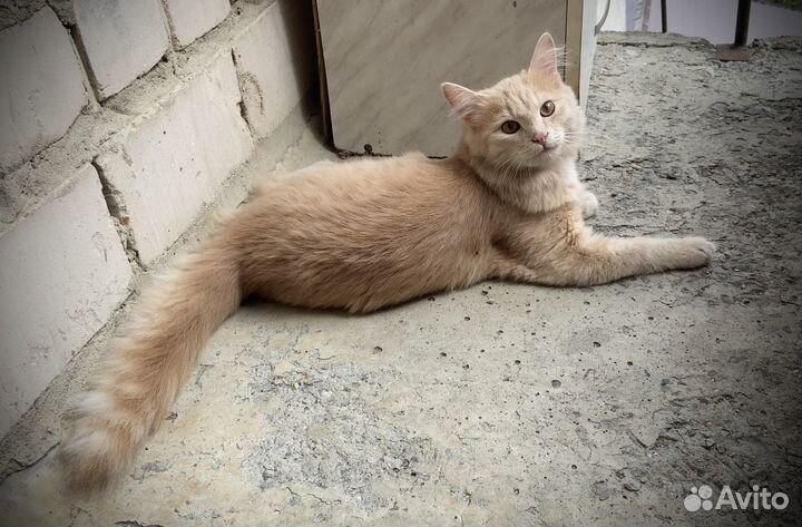 Котенок персиковый