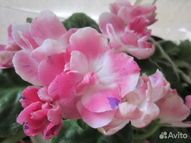 Фиалки детки