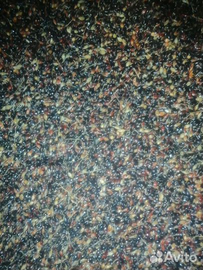 Семена люцерны, суданки, эспорцета, клевера