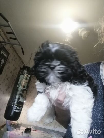 Ши-тцу мальчик