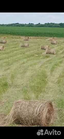 Продам сено в рулонах