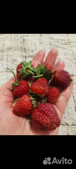 Рассада клубники