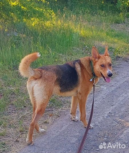 Собака в добрые руки