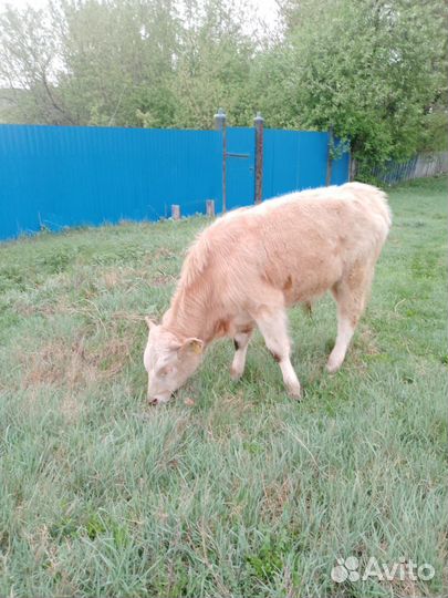 Телята бычки