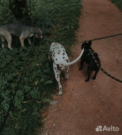 Выгульщик собак с 12 лет