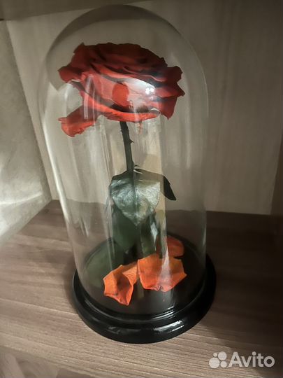 Роза в колбе