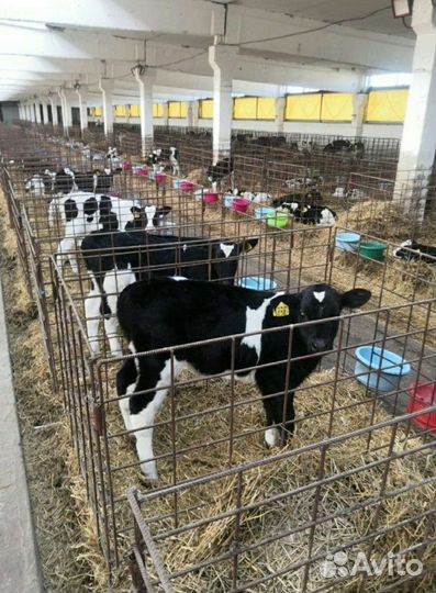 Холмогоры Голштины Бычок Теленок Телки