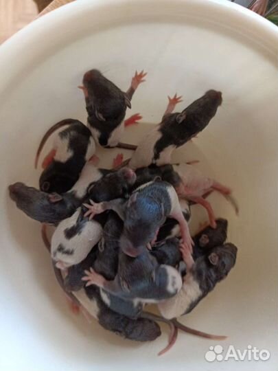 Крысята. Родились. 27 мая