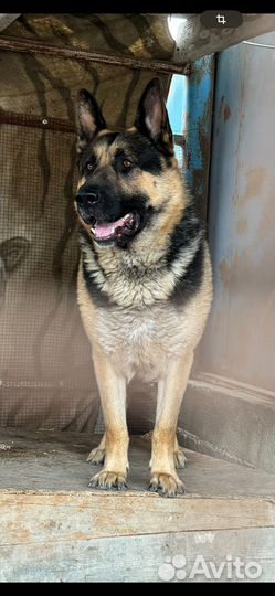 Восточноевропейская овчарка вязка