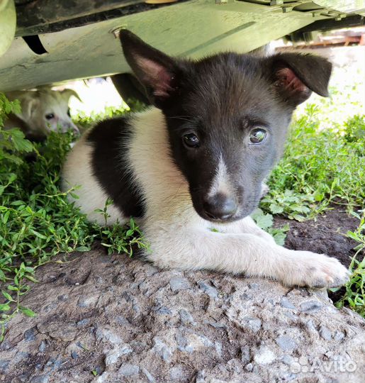 Щенок мальчик