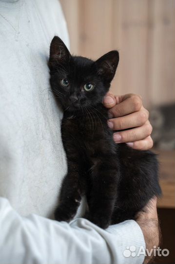 Котенок тимоти смешной