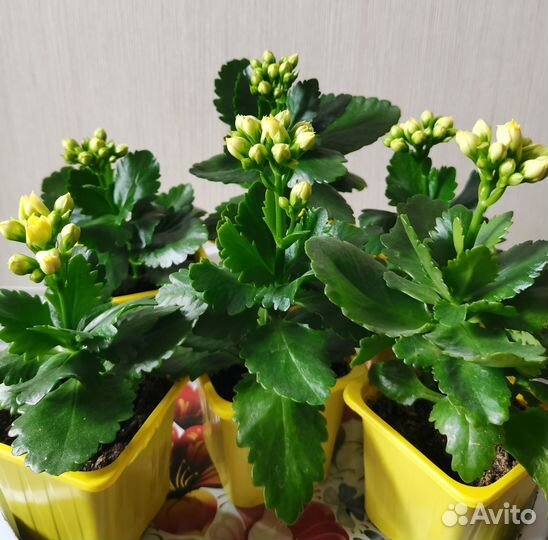 Каланхоэ цветущий