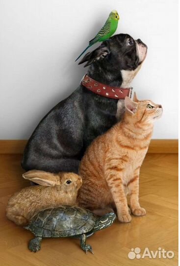 Передержка/гостиница для животных