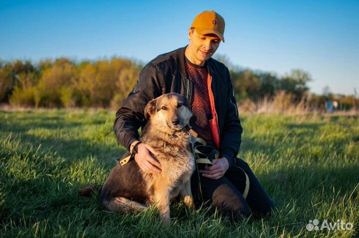 Самая преданная собака в приюте