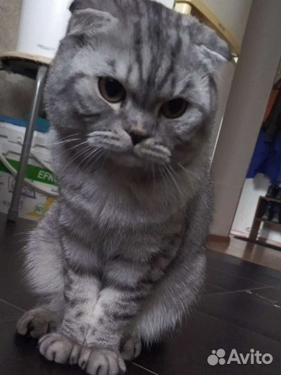 Шотландский вислоухий кот бесплатно