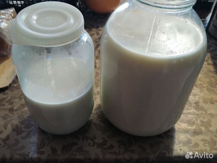 Молоко швитской коровы